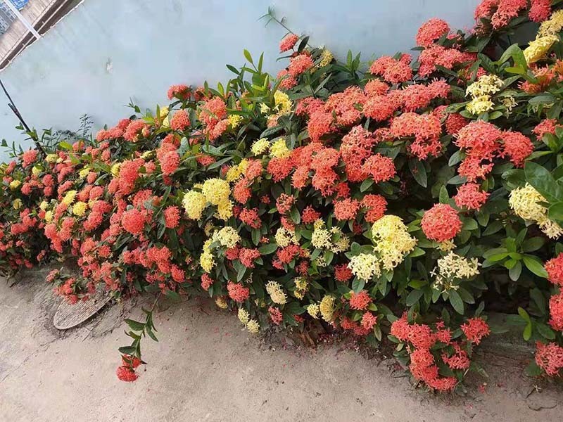 厂區(qū)环境